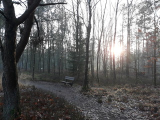 afternoon stroll in te forest