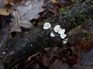 close up of tiny mushrooms