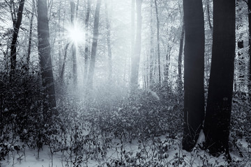 Fototapeta premium sun shining in cold winter forest with snow