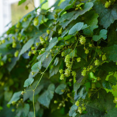 Hop plant growing near the house. Beer production ingredient. Hops, plants from the hemp family — common Hops (Humulus lupulus)