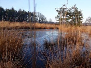 frozen pond in the clearing