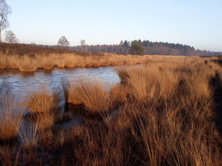 frozen pond with grass overgrow