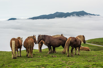horse herd on misty mountain meadows