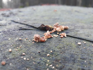 fungus on tree stump close up