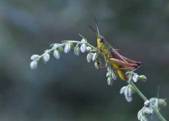criquet sur un brin d'herbe