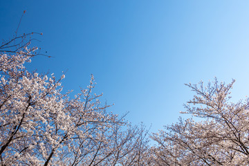 青空を背景に満開の桜の花