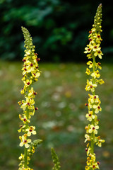 Black mullein, verbascum nigrum blossom close up. Medicinal plants in the garden
