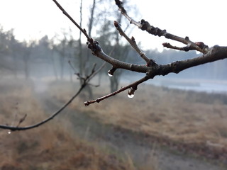 water drops hanging from the bare tree