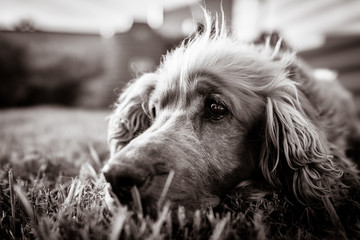 Sad dog