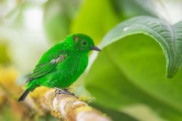 Glistening-green Tanager - Chlorochrysa phoenicotis, beautiful green tanager from western Andean slopes, Amagusa, Ecuador.