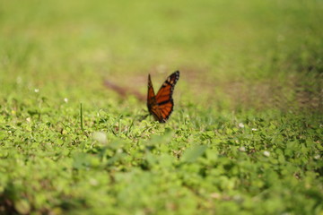 butterfly on grass