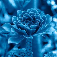 Classic Blue color flower and plant. Classic blue background. Trendy color 2020.