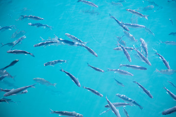A group of fishes swimming in the clear seawater on the surface in a harbour - Shoal of fish - blue azure aquamarine turquoise - animals in wilde life sea water nature