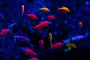 Naklejka na ściany i meble Nice neon glowfish in freshwater tank nature water color painted aquarium
