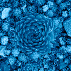 Classic Blue color flower and plant. Classic blue background. Trendy color 2020.