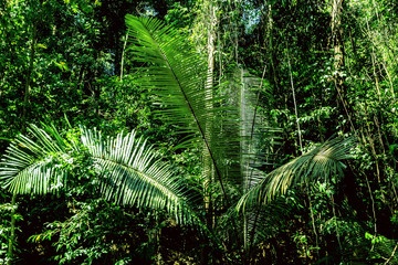 Fototapeta premium background rainforest nature