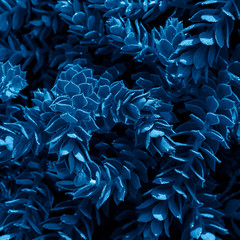 Background of leaves toned in the color of 2020-classic blue