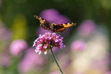 Verbena bonariensis flowers (Argentinian Vervain or Purpletop Vervain, Clustertop Vervain, Tall Verbena, Pretty Verbena) in garden. Beautiful butterfly collects nectar on the flowers of verbena.