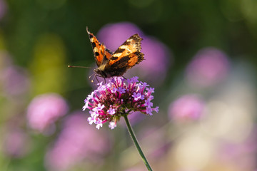 Verbena bonariensis flowers (Argentinian Vervain or Purpletop Vervain, Clustertop Vervain, Tall Verbena, Pretty Verbena) in garden. Beautiful butterfly collects nectar on the flowers of verbena.