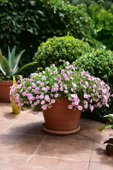 Garden decorations with flowers in pots and flower beds, terraces, balconies and pappers and stairs.