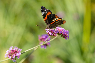 Verbena bonariensis flowers (Argentinian Vervain or Purpletop Vervain, Clustertop Vervain, Tall Verbena, Pretty Verbena) in garden. Beautiful butterfly collects nectar on the flowers of verbena.