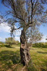 old olive tree