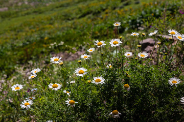 Anthemis arvensis known as corn chamomile, mayweed, scentless chamomile. Plant growing in Alpine meadows. Wild medicinal plants in the mountains.