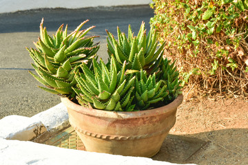 Garden decorations with flowers in pots and flower beds, terraces, balconies and pappers and stairs.