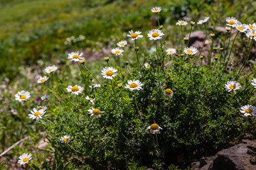 Anthemis arvensis known as corn chamomile, mayweed, scentless chamomile. Plant growing in Alpine meadows. Wild medicinal plants in the mountains.