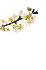 Obraz premium the fresh and color plum flower