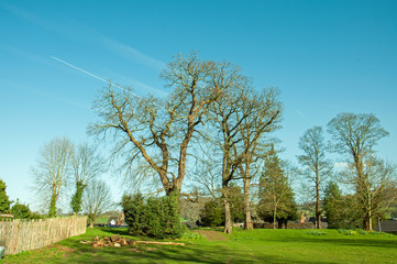 Springtime trees in Ross-on-Wye, Herefordshire, England