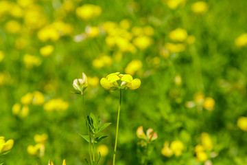 Yelllow flowers of Birdsfoot Trefoil (Lotus corniculatus)