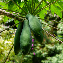 Green papaya fruit on a branch with leaves