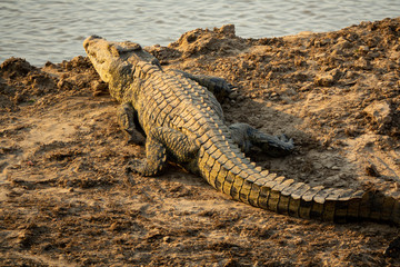 Crocodile near river over the sand, rear view