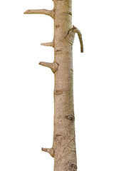 Tree trunk isolated on white background. Object with clipping path.