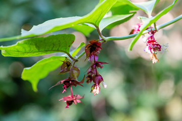 Close up flowers on a Himalayan honeysuckle (leycesteria formosa) tree