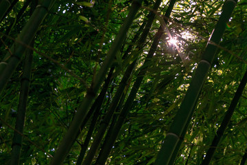 Sun glare in a bamboo grove