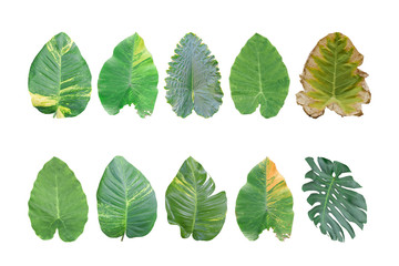 Naklejka na ściany i meble Set of Tropical Monstera leaf isolated on white background. Object with clipping path