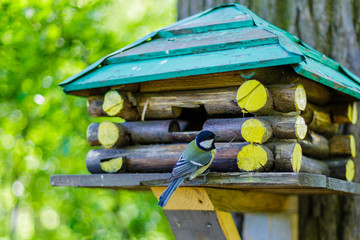 Birdfeeder. Great Tit (Parus major)