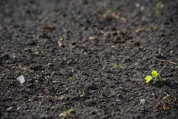 Background to the ground with weeds
