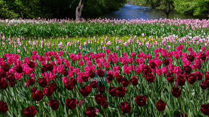 Fototapeta premium Beautiful tulips in the garden. Bulbous plants in the garden.