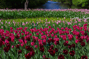 Beautiful tulips in the garden. Bulbous plants in the garden.