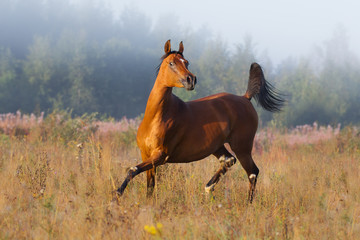Chestnut arabian horse runs free across the field in the misty summer morning