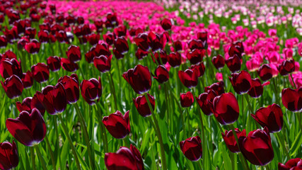 Beautiful tulips in the garden. Bulbous plants in the garden.