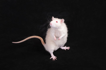 white standing domestic rat