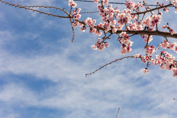 あたみ桜と青空