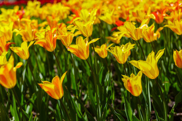 Beautiful tulips in the garden. Bulbous plants in the garden.