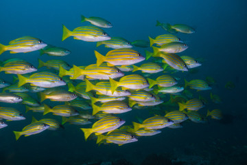 Fototapeta na wymiar Bluebanded snapper or Bluelined snapper (Lutjanus kasmira) school of yellow fish.