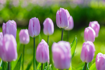 Obraz premium Beautiful tulips in the garden. Bulbous plants in the garden.
