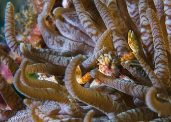 A tiny Porcelain crab in it's anemone.